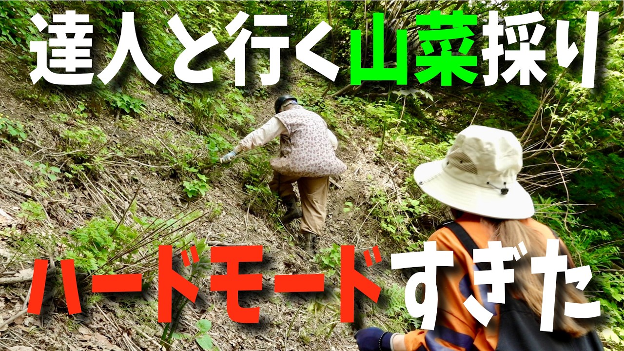 【採り尽くせないウド】山菜採りの達人と秘密の上級者向け山菜スポットに行ってみた