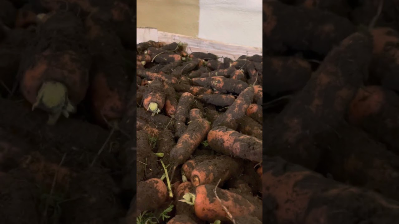 Уборка моркови. Крым хранение моркови в контейнерах абако. Carrot