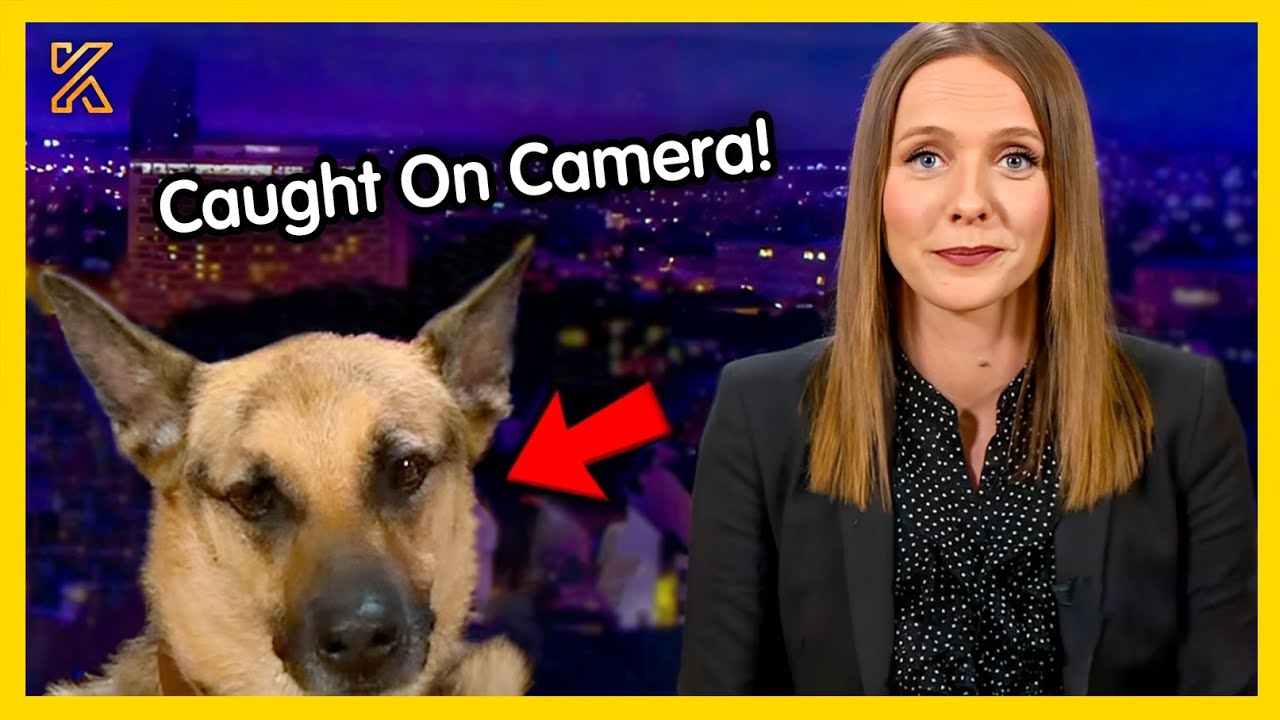 🐕 🎥When Animals Steal the Show🤣Best News Bloopers