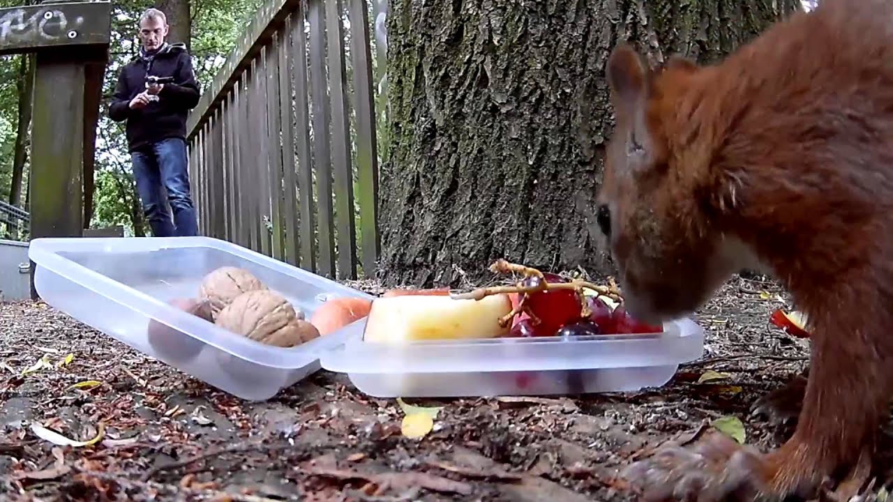 So viele Eichhörnchen im Hamburger Portugiesenviertel