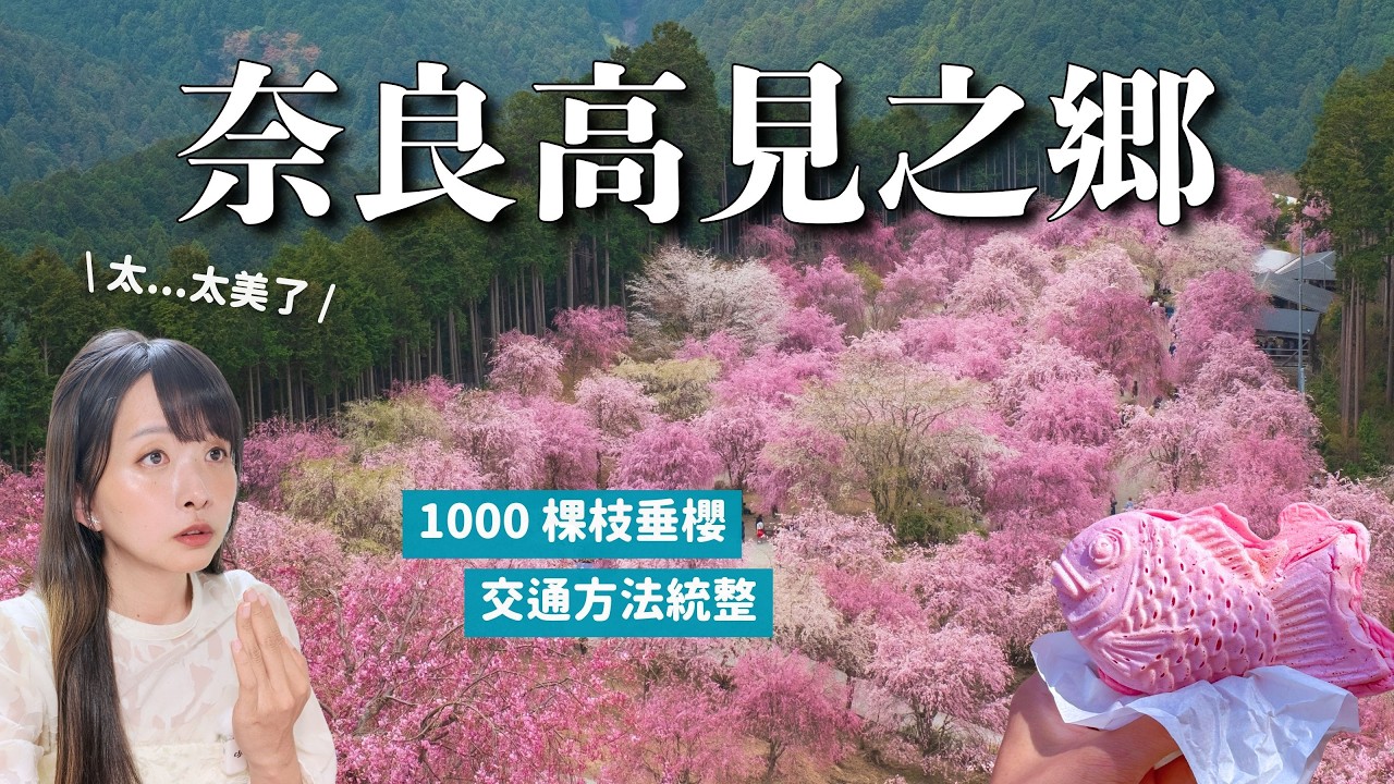 2026現正盛開🌸 奈良1000棵枝垂櫻的天空庭園「高見之鄉」｜在天堂裡散步｜交通方法統整｜日本關西櫻花景點 4K VLOG