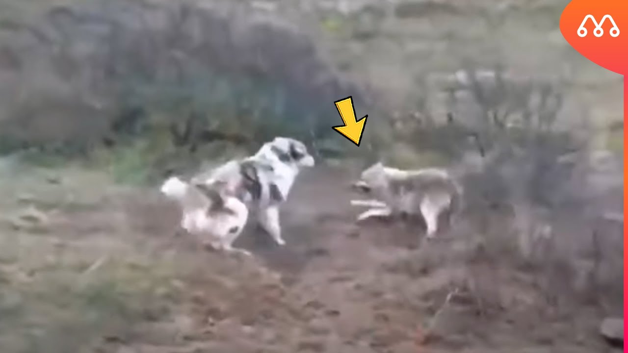 АЛАБАЙ НАПАДАЕТ НА ВОЛКА