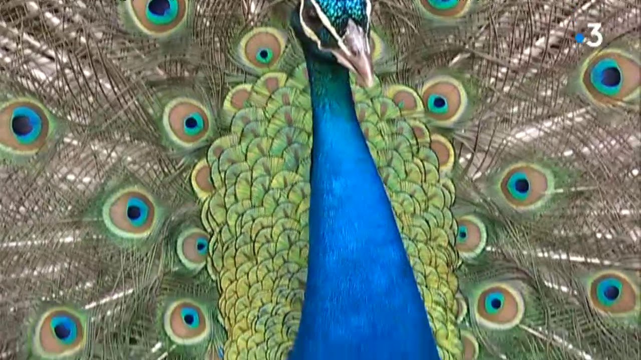 Les élevages insolites en Limousin : l'oiseau d'Ornement