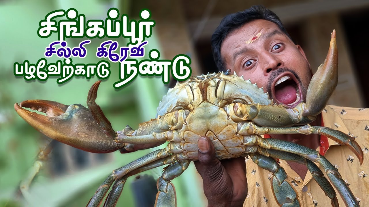 சிங்கப்பூர் சில்லி கிரேவி பழவேற்காடு நண்டு  | Singapore Chili Gravy Crab recipe | Restaurant Quality