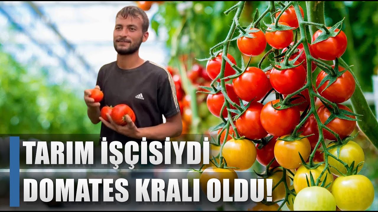 Tarım İşçisiydi Domates Kralı Oldu! İşçilikten Patronluğa / AGRO TV HABER
