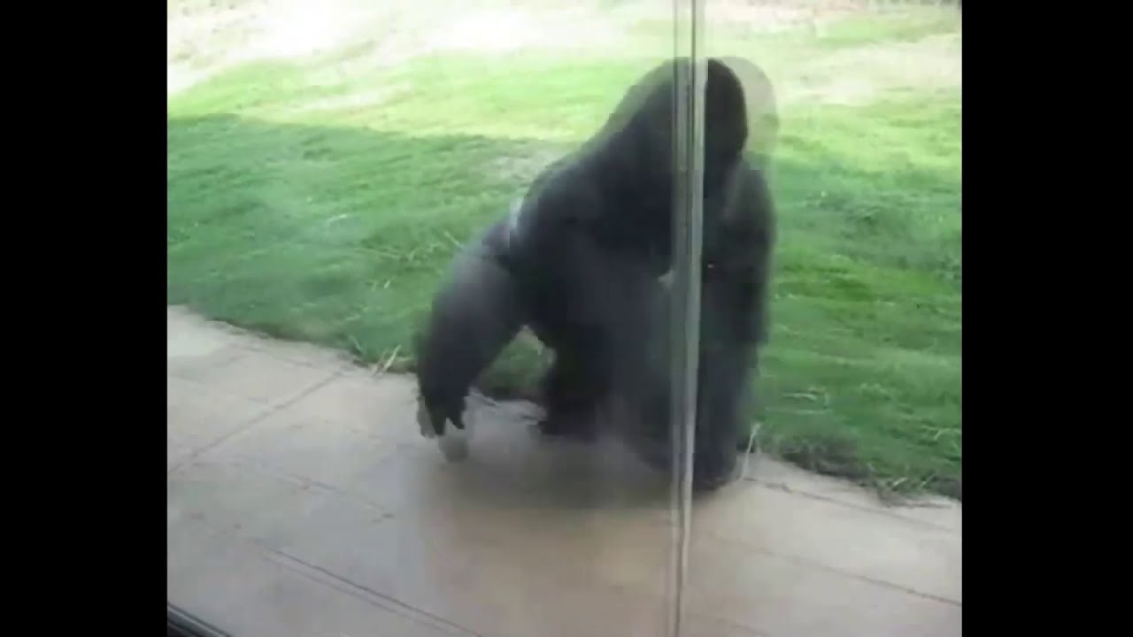 gorilla spinning for 10 hours