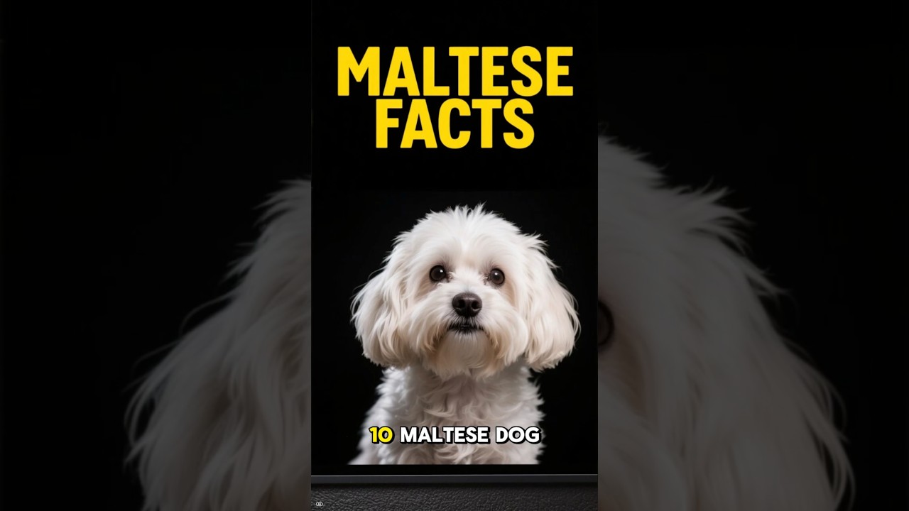 MALTESE FACTS 101 ✅ Top 10 Maltese Dog Breed Training Tips, Info & Guide You Didnt Know You Needed!