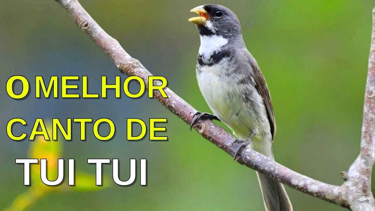 O MELHOR CANTO DE COLEIRO TUI TUI ZEL ZEL POR 10 HORAS