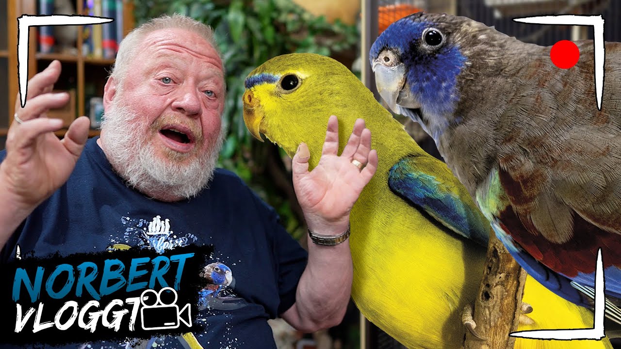 Echt SCHMUCKER Vogel! | NORBERT VLOGGT | Zoo Zajac