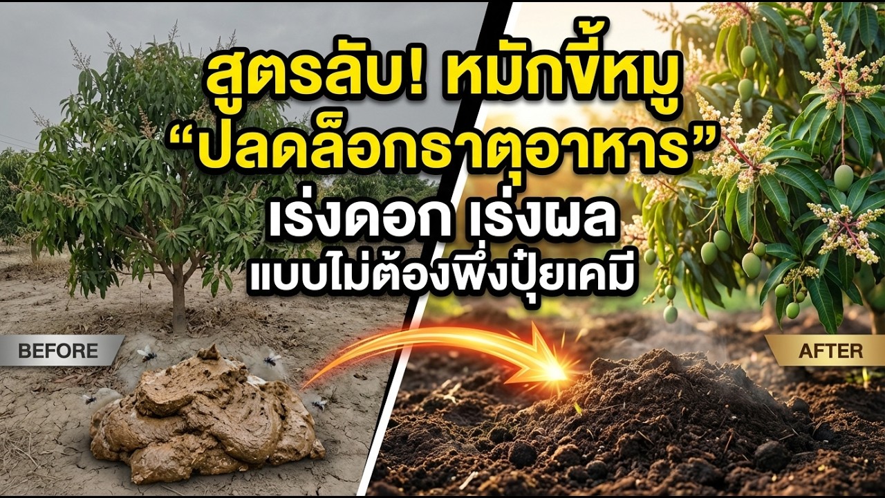 สูตรลับ วิธีหมักปุ๋ยขี้หมูสูตรปลดล็อคธาตุอาหาร เร่งดอก เร่งผล ไม่ต้องง้อปุ๋ยเคมี