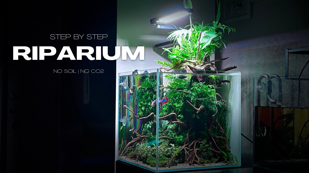 How to Build a Riparium | Step By Step Tutorial | No Co2