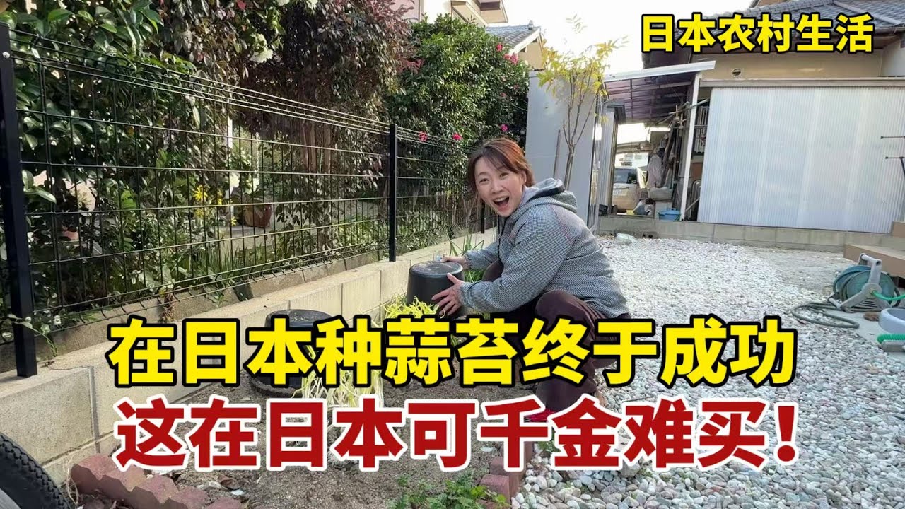 【團子姐日本生活】來日本15年，種的蒜黃終於豐收，趕緊給中國姊妹送點：這在日本可千金難買！