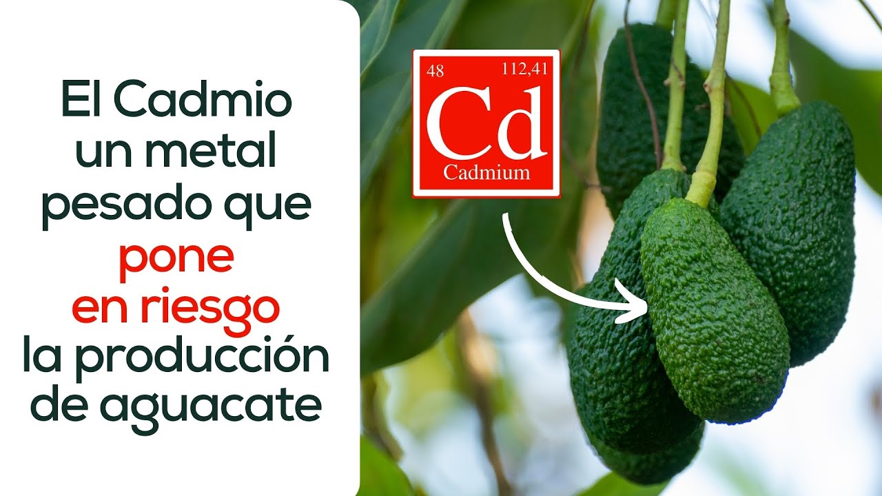 El Cadmio un metal pesado que pone en riesgo la producción de aguacate