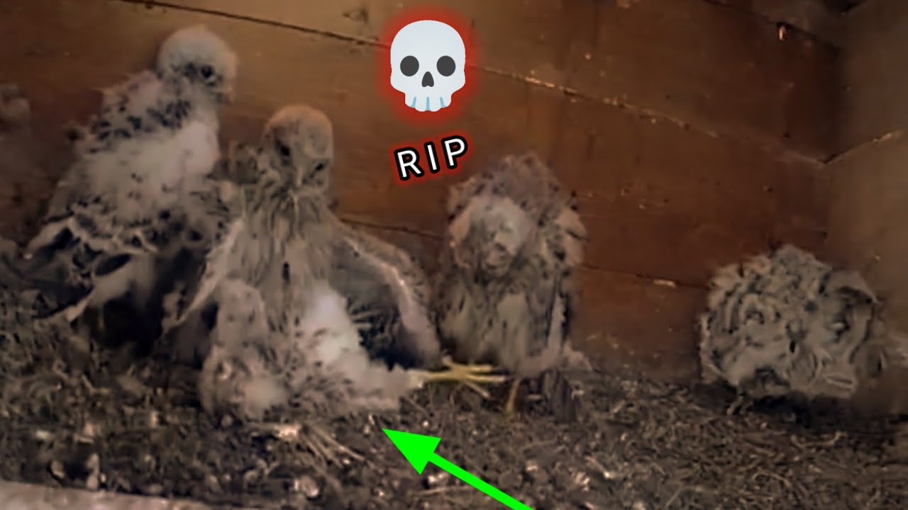 An4k kestrel kejang kejang dan matot