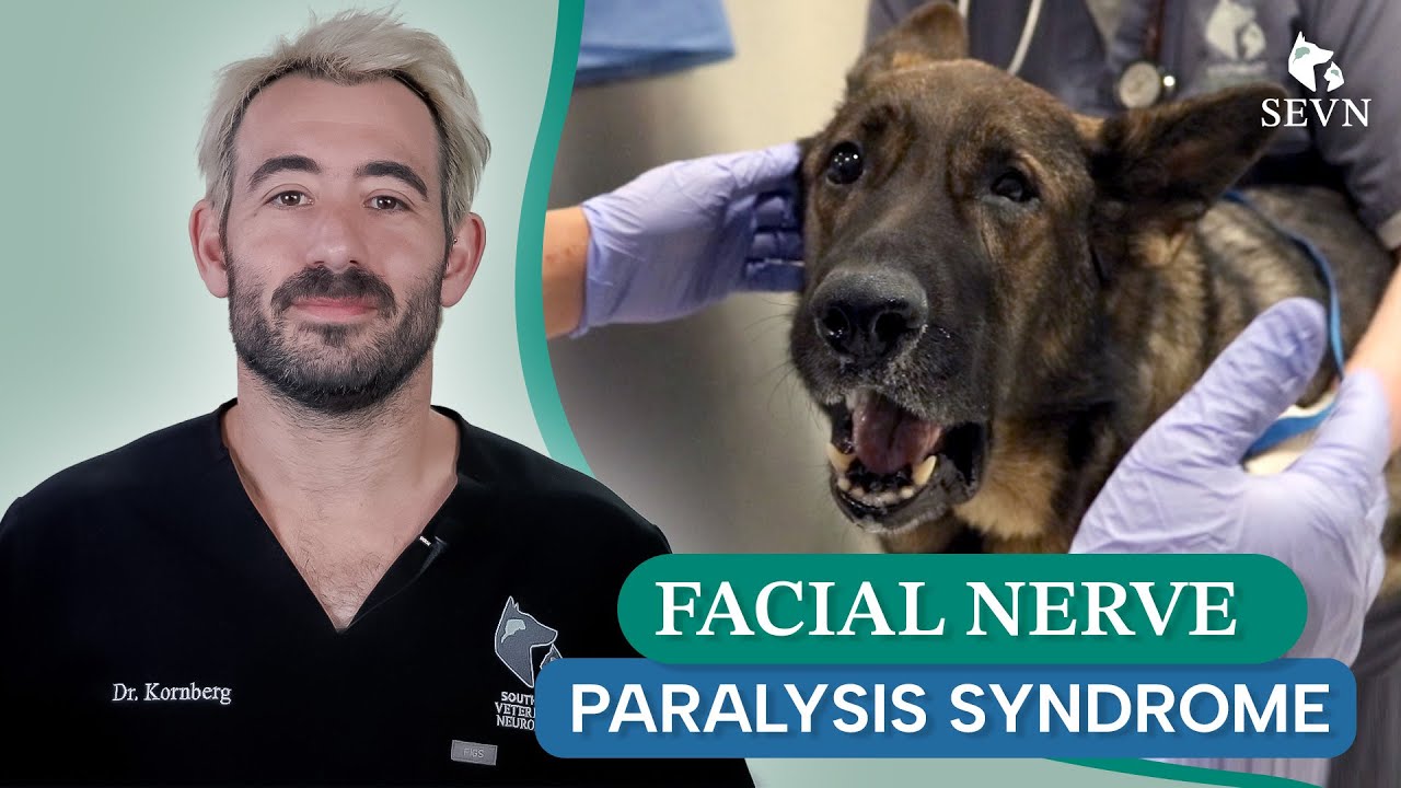 Facial Nerve Paralysis Explained: Causes, Symptoms, and Treatment for Your Pet