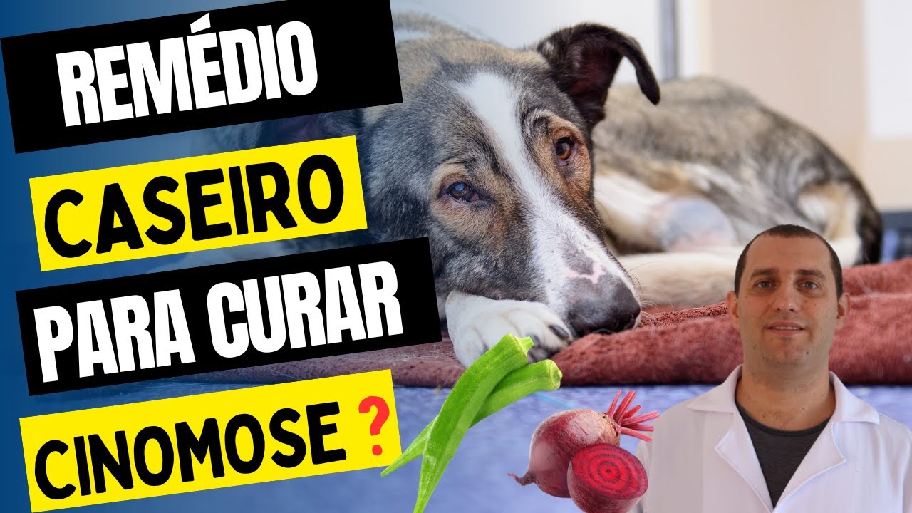 Remédio caseiro para curar cachorro com cinomose