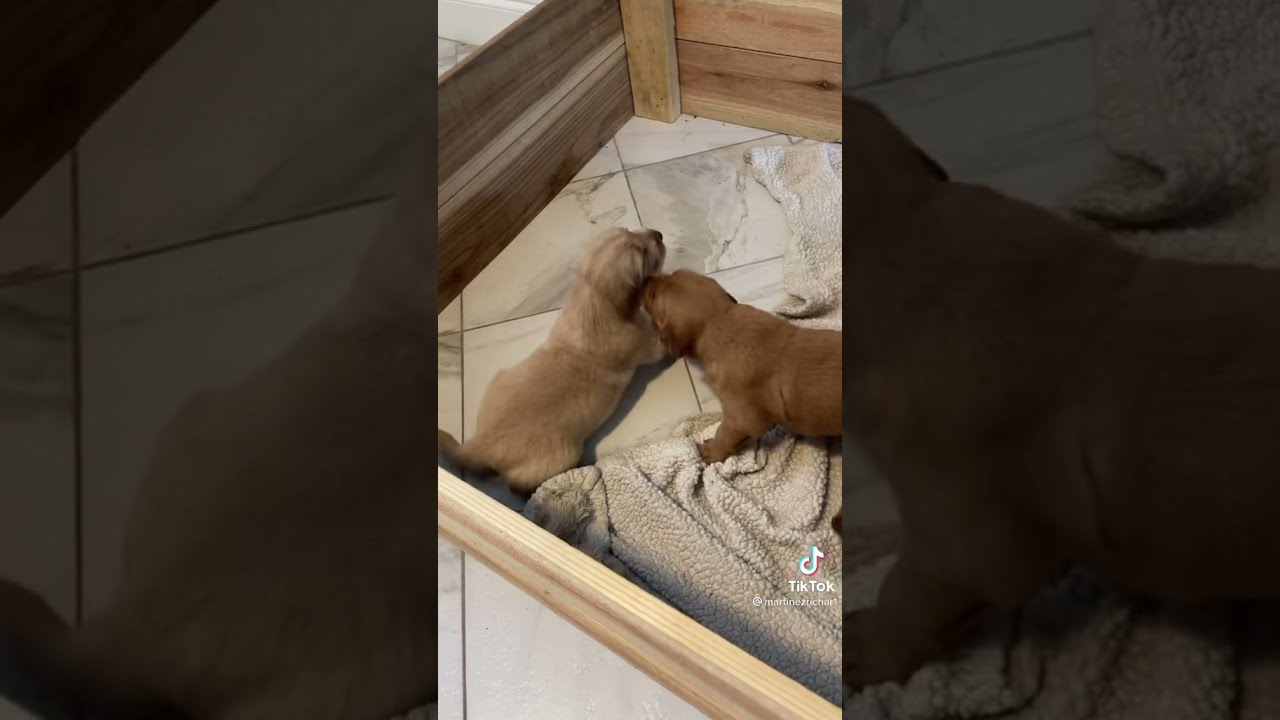 Como Elegir Un Buen Cachorro 🐶 al Nacer