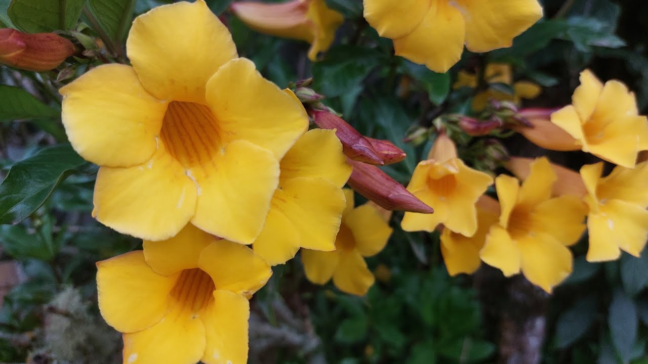 Bem vindos !!!! Jardim está se formando com plantas antigas e novas cada qual sua beleza.