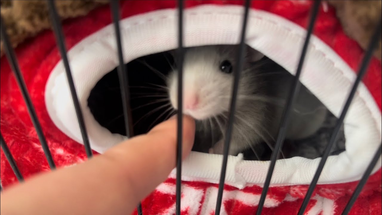 [ENG] Pet rats for the first time 강아지만큼 똑똑해요! 래트 키우기 - 필요한 기본물품 Smart as puppies! Sydney VLOG