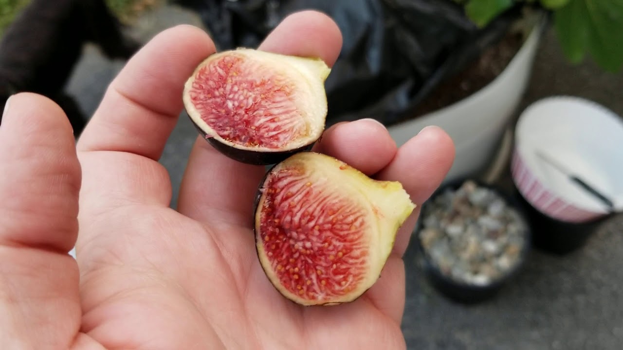 Black Madeira KK Fig