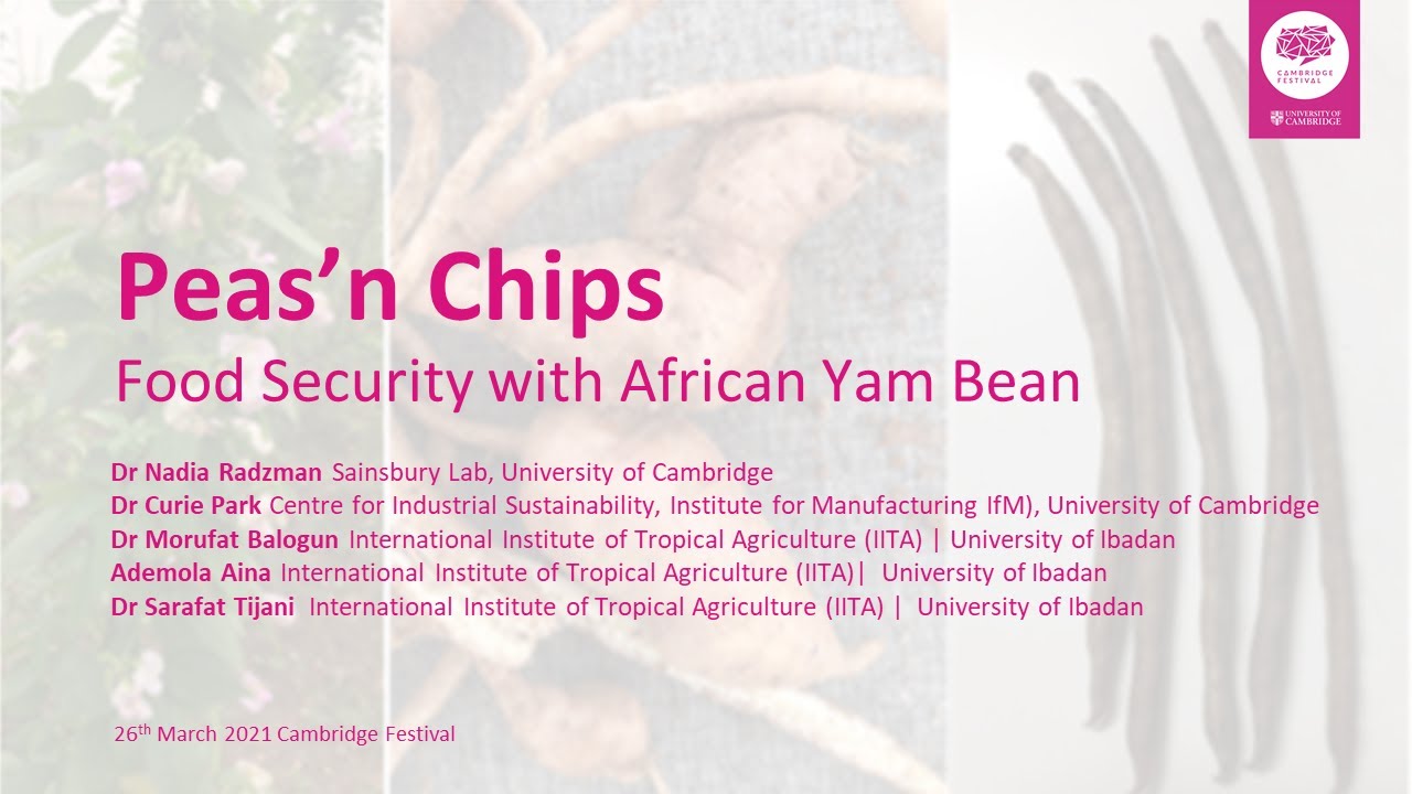 Peas'n Chips: Food Security with African Yam Bean