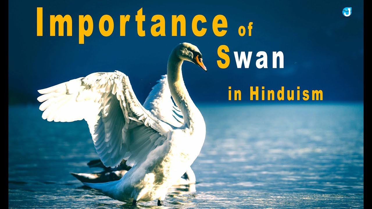 Importance of Swan in Hinduism | Hamsa the Vahana of Lord brahma | www.jothishi.com