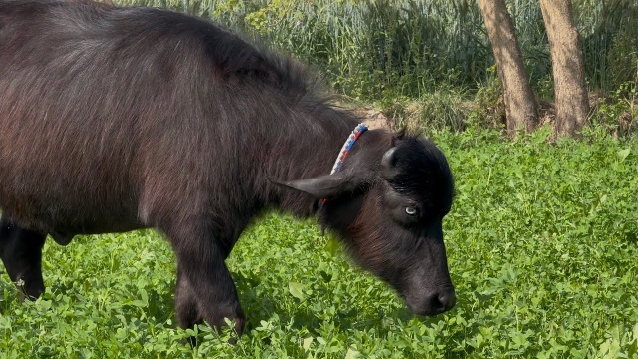 Pure Nili high milking buffalo for sale in Punjab Pakistan on YouTube ￼ 8 March 2026
