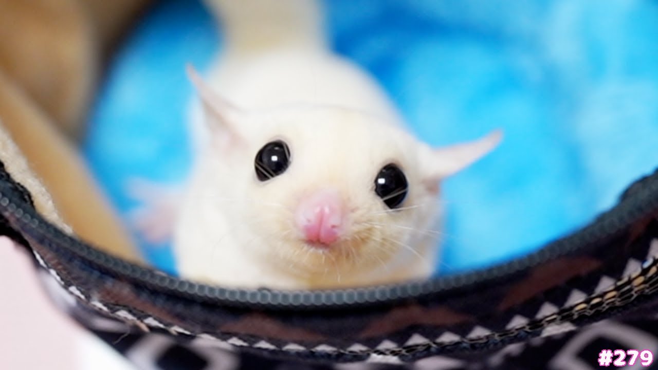 ルナをお迎えして一週間ほど経ちました