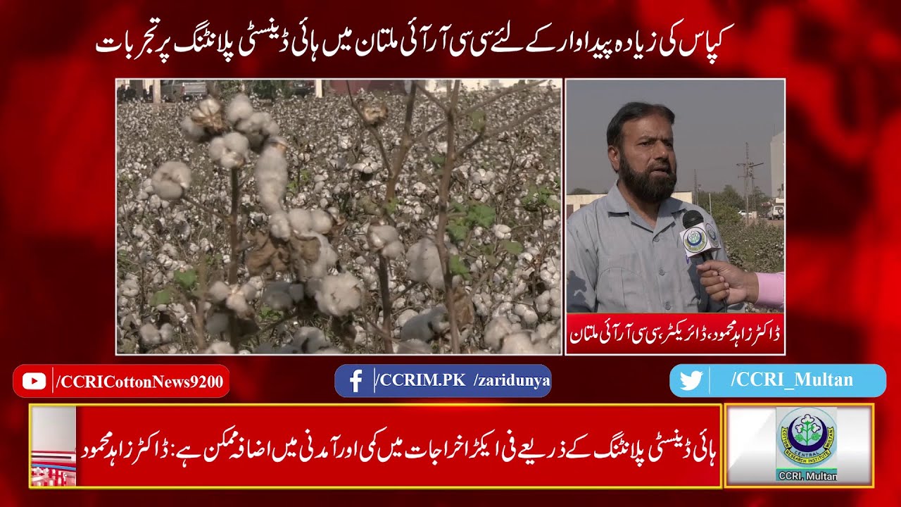 Hi-density cotton planting at CCRI Multan for better cotton yield