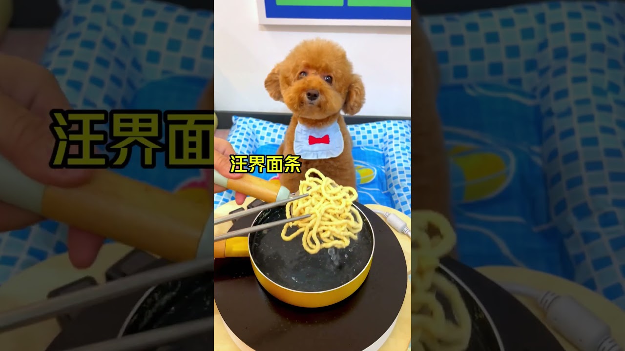 成功复刻小狗版的炸酱面！ 