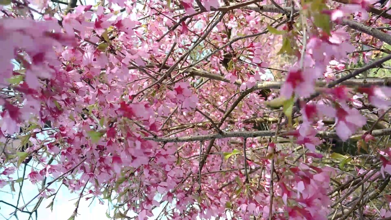 Die Blumenvielfalt🌸🌼