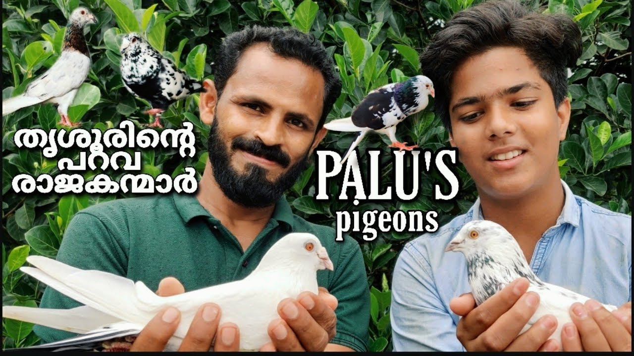 high quality പറവ പ്രാവുകൾ. തൃശൂർ ജില്ലയുടെ പറവ രാജകന്മാർ. palu's, pigeons