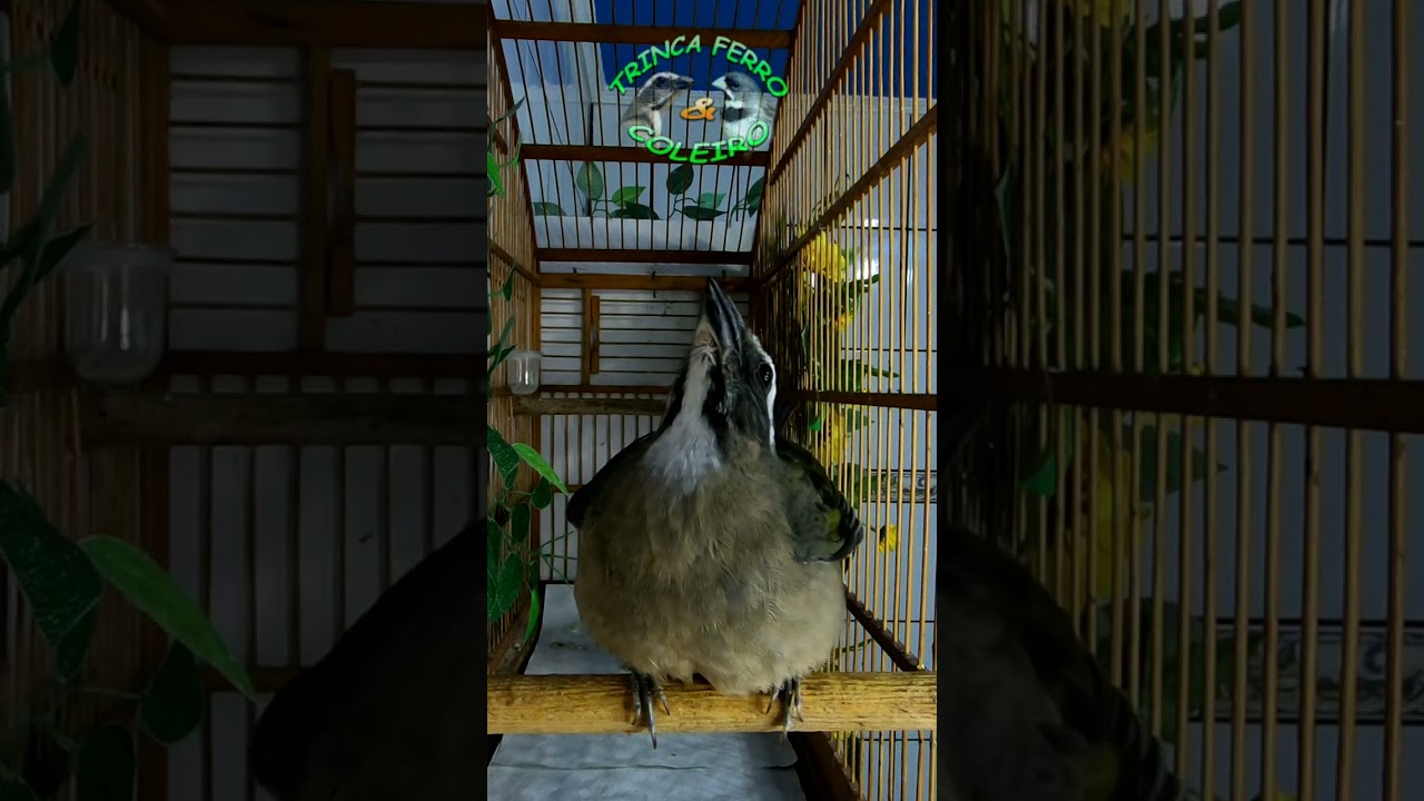 🔴 FEMEA DE TRINCA FERRO TRINCA FERRO 🥵🔥 ESQUENTE SEU TRINCA FERRO / LEVANTA CANTO de TRINCA FERRO