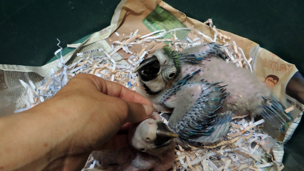 Filhotes arara canind&eacute;