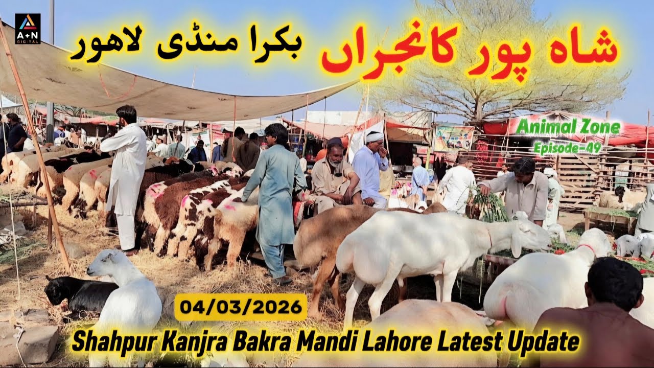 Shahpur Kanjra Bakra Mandi Lahore Latest Update 04/03/2026 (Goats and Sheep for Sale in Lahore)
