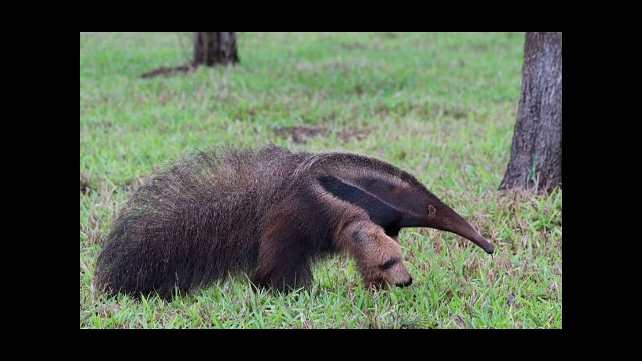 Sky Falls Down Song (Armin Buuren Remix 2026)