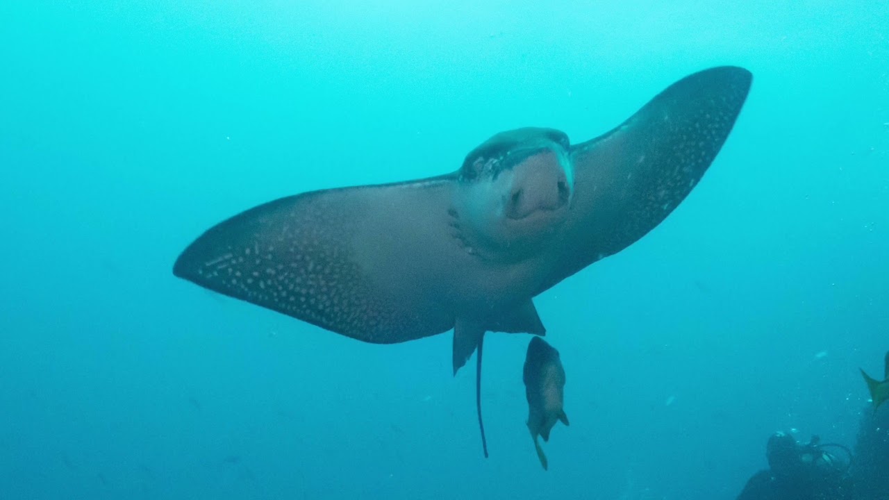 The best of Galapagos