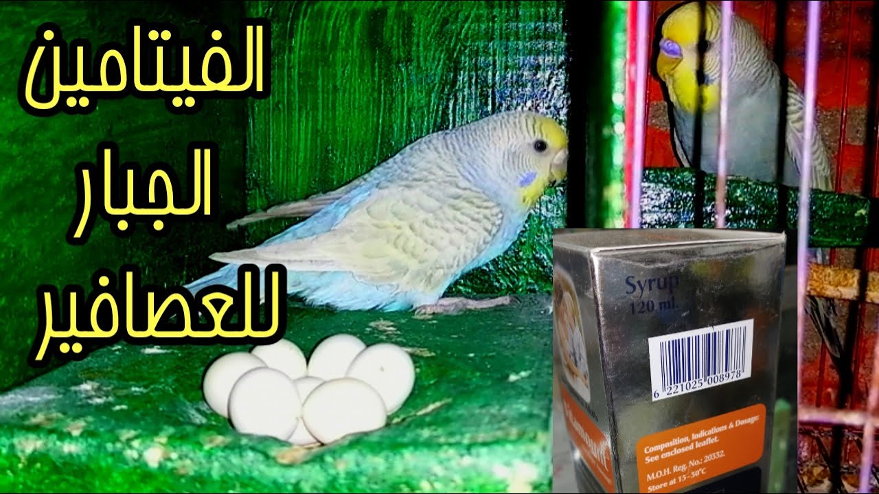 اقوي فيتامين لعصافير البادجي ولطيور الزينة،عصافيرك هتبيض في اقرب وقت بيض كتيرجدااومخصب بفضل الله
