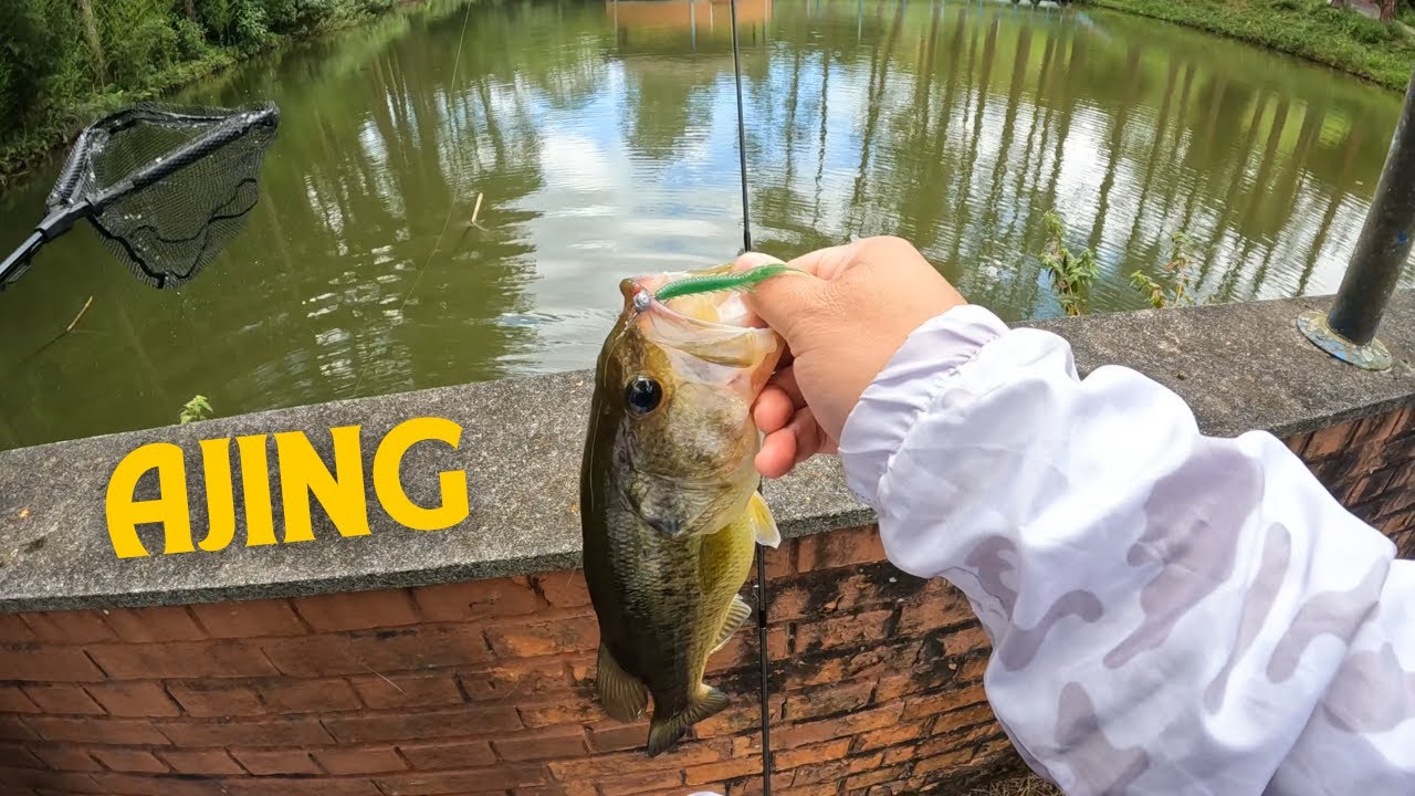 Pescaria de Bass no Ajing no Braza Bass Club!