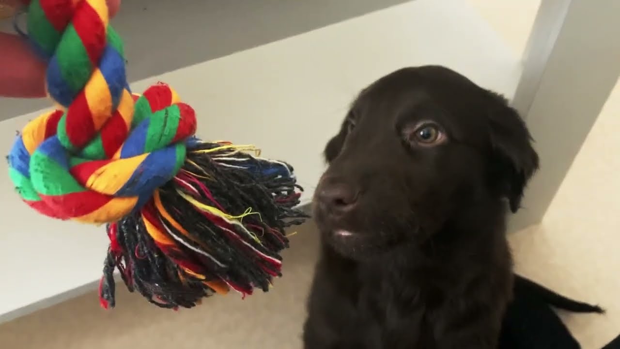 8 weeks | Lime Bohemia Luxyvett | Flat coated retriever puppy