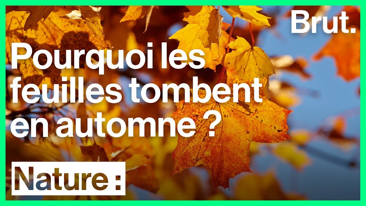 Pourquoi les feuilles tombent en automne ?