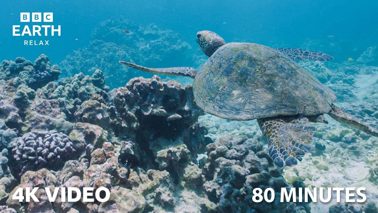 A Serene 4K Ocean Journey | 1 Hour 40 Minutes | BBC Earth Relax