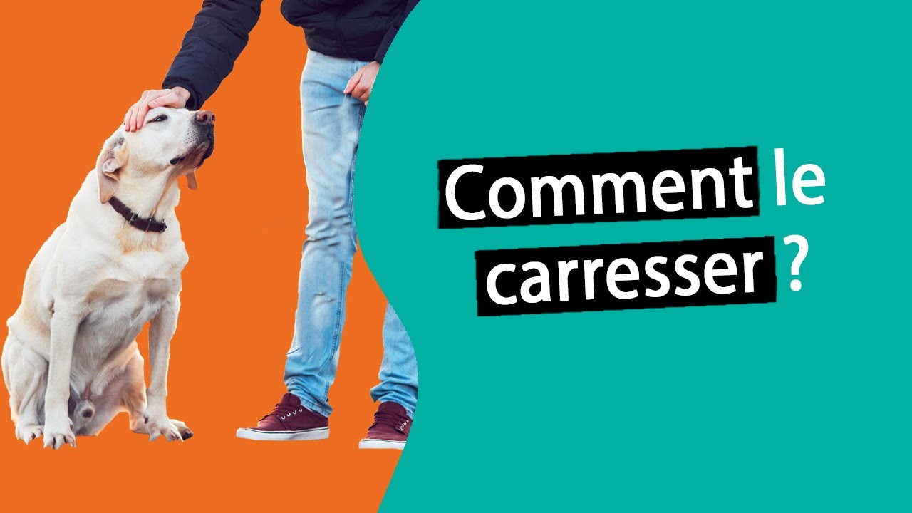 Comment caresser son chien ? | Dr. COZ