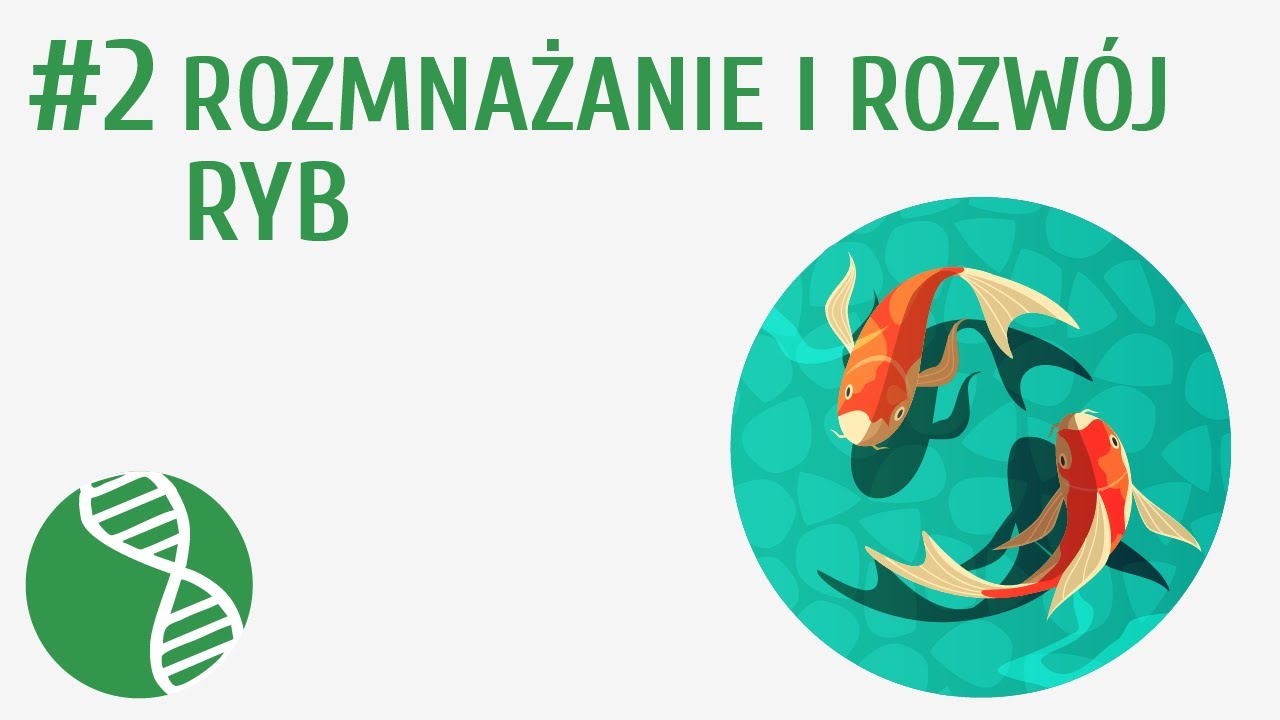 Rozmnażanie i rozw&oacute;j ryb #2 [ Ryby ]