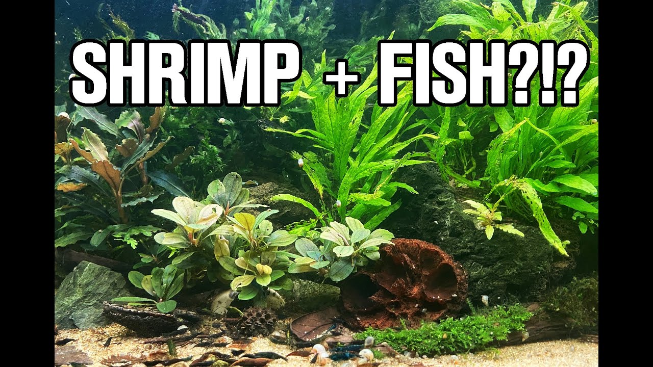 TIPS FOR KEEPING SHRIMP AND FISH TOGETHER! My experience...