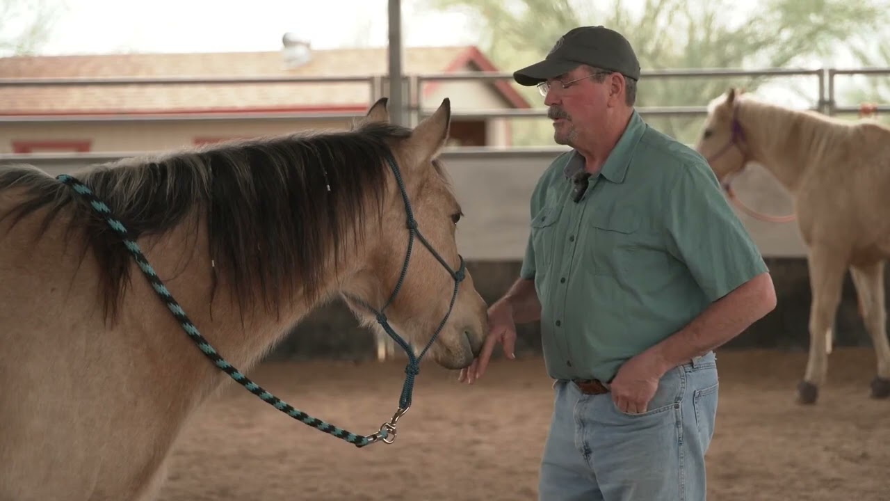 Hind Leg Release Down & Back to Improve Your Horse’s Mobility