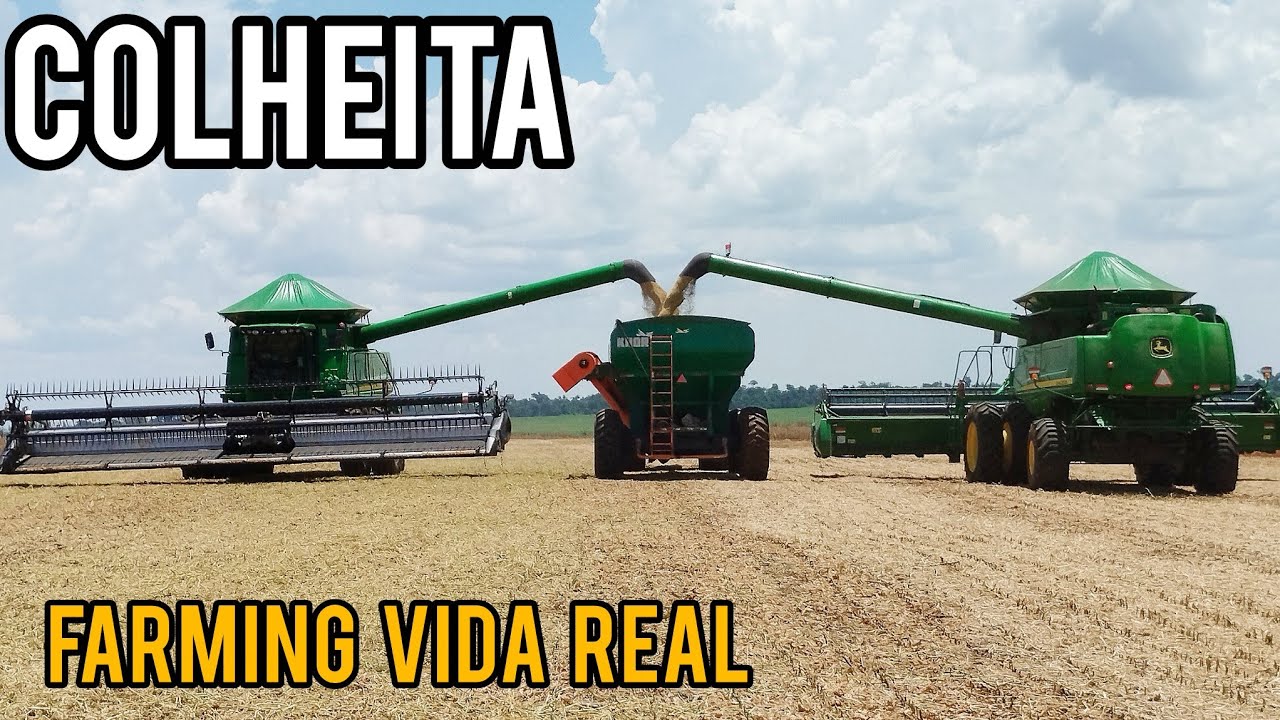 DIA A DIA NA COLHEITA 👉🏻 COLHEITA DA SOJ&Aacute; 