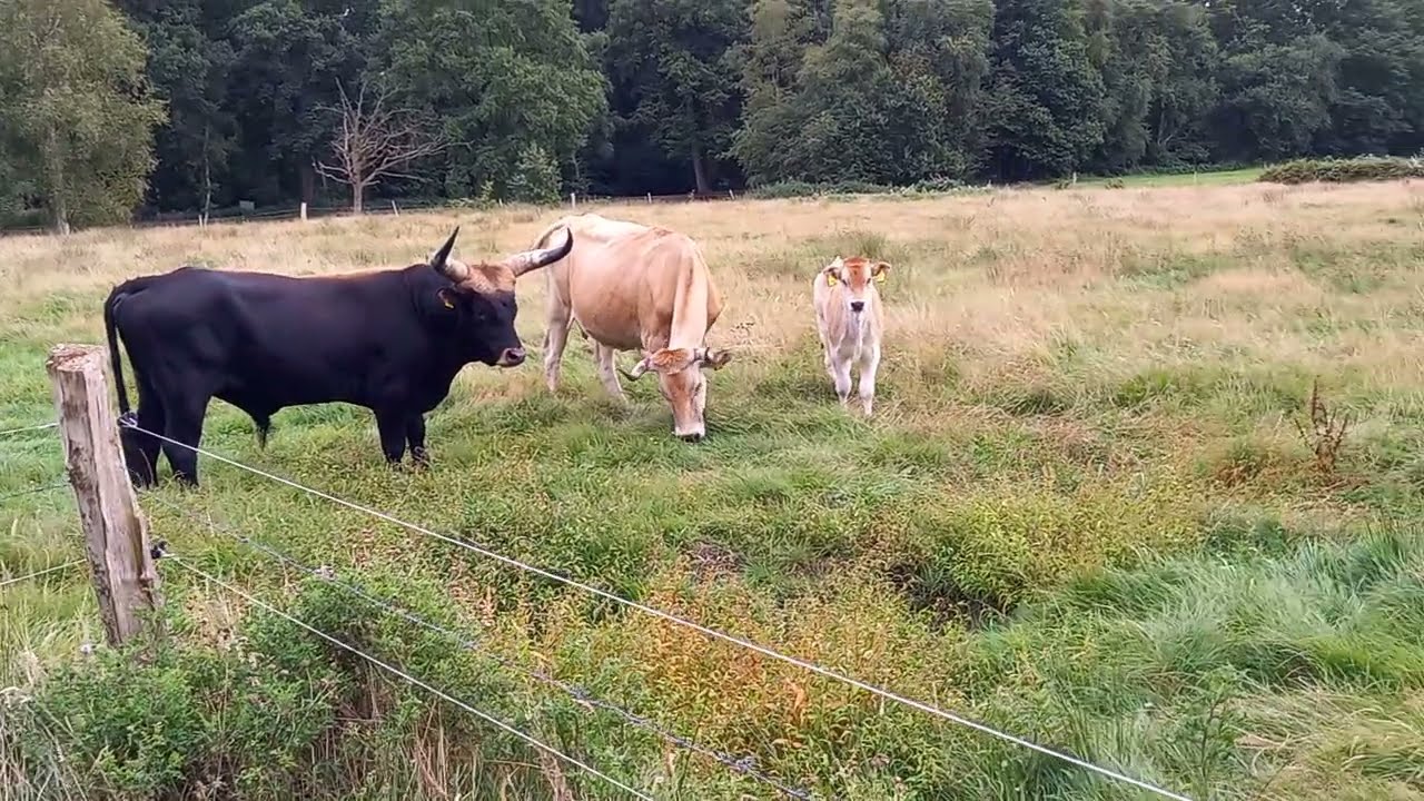 Ob das gut geht? Nabi und seine Mädels sollen auf eine andere Weide