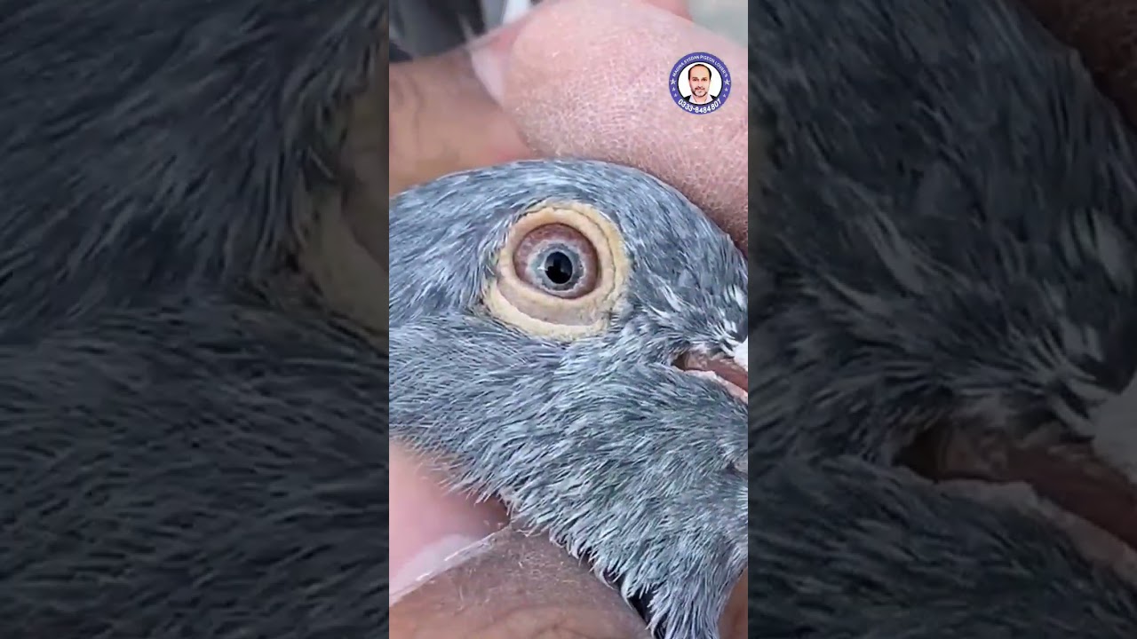Imam Deen Kabotar #Kabootar_com #pigeon #shorts #viral #event #shortvideo