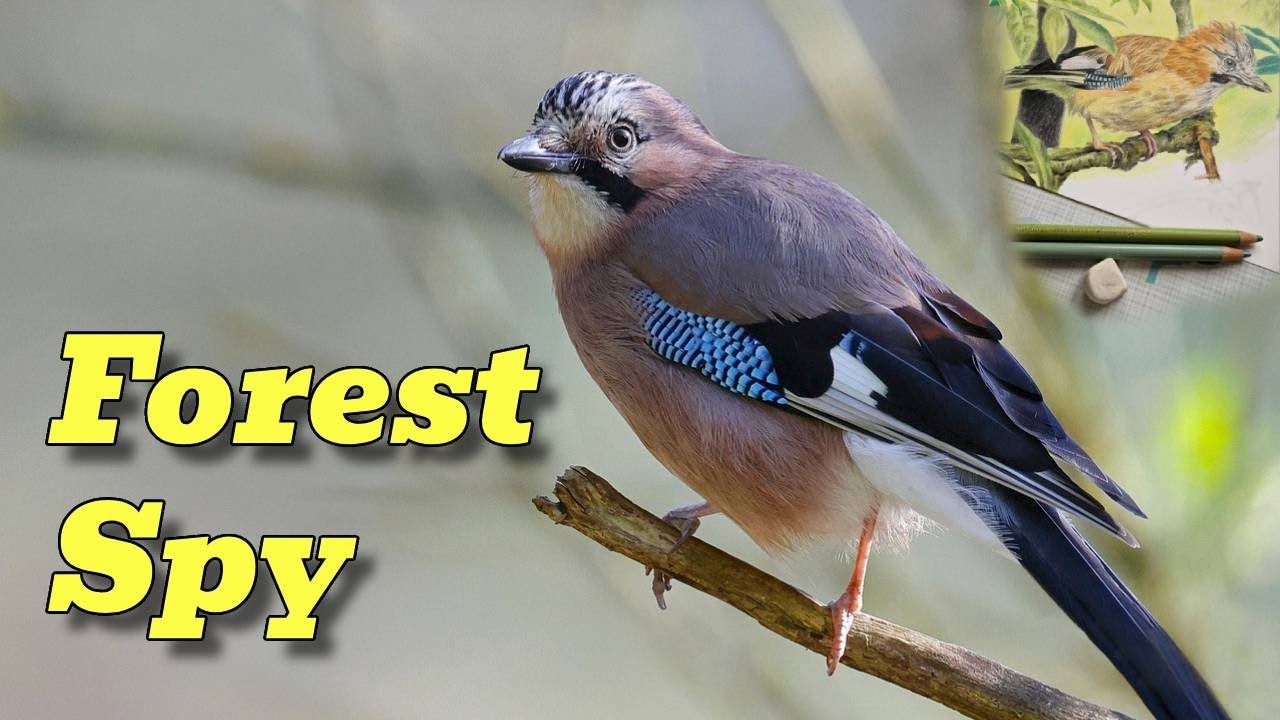 Eurasian Jay: The Hidden Genius of the Forest